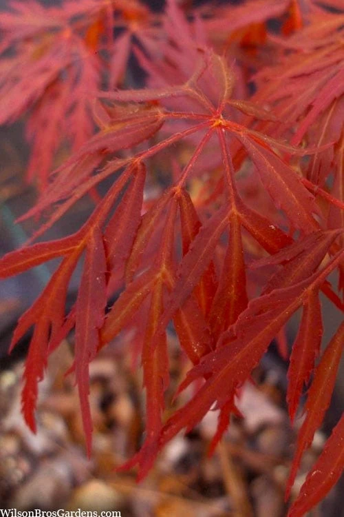 Lionheart Japanese Maple - 5 Gallon Pot 3 Lionheart Japanese Maple - 5 Gallon Pot