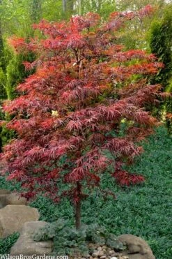 Lionheart Japanese Maple - 5 Gallon Pot 11 Lionheart Japanese Maple - 5 Gallon Pot -Outlet Drip Mingle Store acer palmatum lion heart japanese maple 7