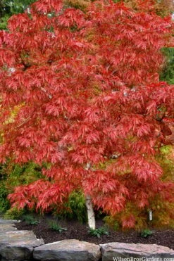 Lionheart Japanese Maple - 5 Gallon Pot 13 Lionheart Japanese Maple - 5 Gallon Pot -Outlet Drip Mingle Store acer palmatum lion heart japanese maple 8