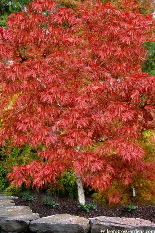 Lionheart Japanese Maple - 5 Gallon Pot 8 Lionheart Japanese Maple - 5 Gallon Pot - Image 6