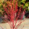 Little Sango' Dwarf Coral Bark Japanese Maple - 5 Gallon Pot