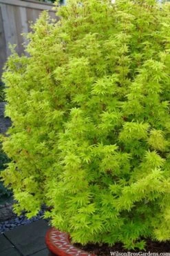 Little Sango' Dwarf Coral Bark Japanese Maple - 5 Gallon Pot -Outlet Drip Mingle Store acer palmatum little sango dwarf coral bark maple 1