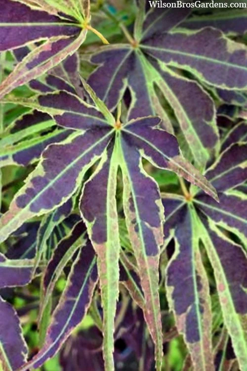 Manyo No Sato Purple Leaf Japanese Maple - 2 Gallon Pot 6 Manyo No Sato Purple Leaf Japanese Maple - 2 Gallon Pot - Image 5
