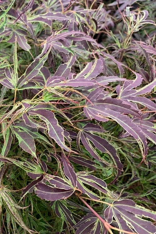 Manyo No Sato Purple Leaf Japanese Maple - 2 Gallon Pot 2 Manyo No Sato Purple Leaf Japanese Maple - 2 Gallon Pot