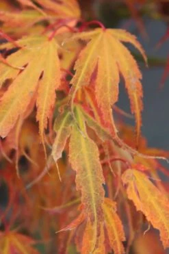 Manyo No Sato Purple Leaf Japanese Maple - 3 Gallon Pot (3-4') -Outlet Drip Mingle Store acer palmatum manyo no sato japanese maple 7 1