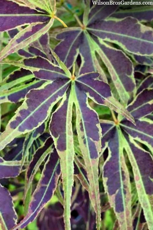 Manyo No Sato Purple Leaf Japanese Maple - 5 Gallon Pot 7 Manyo No Sato Purple Leaf Japanese Maple - 5 Gallon Pot - Image 5