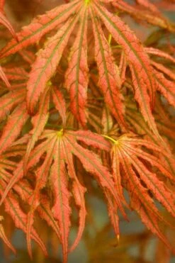 Crescent Moon Japanese Maple (Acer Palmatum 'Mikazuki') - 2 Gallon Pot -Outlet Drip Mingle Store acer palmatum mikazuki japanese maple 4 1