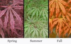 Crescent Moon Japanese Maple (Acer Palmatum 'Mikazuki') - 3 Gallon Pot (5-6') -Outlet Drip Mingle Store acer palmatum mikazuki japanese maple 5