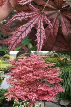 Crescent Moon Japanese Maple (Acer Palmatum 'Mikazuki') - 5 Gallon Pot -Outlet Drip Mingle Store acer palmatum mikazuki japanese maple 8 3