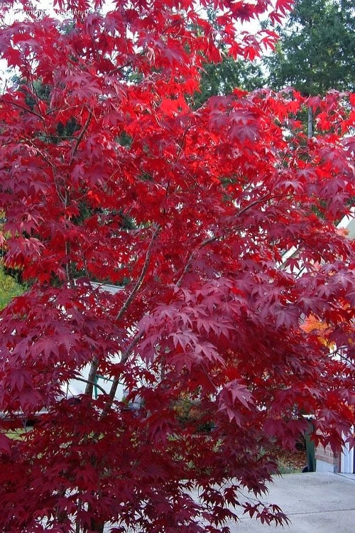 Moonfire Japanese Maple - 5 Gallon Pot 7 Moonfire Japanese Maple - 5 Gallon Pot - Image 5