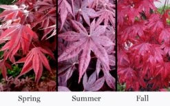 Moonfire Japanese Maple - 5 Gallon Pot 11 Moonfire Japanese Maple - 5 Gallon Pot -Outlet Drip Mingle Store acer palmatum moonfire japanese maple 4