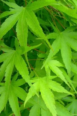 Pine Bark Japanese Maple (Acer Palmatum 'Nishiki Gawa) - 5 Gallon Pot -Outlet Drip Mingle Store acer palmatum nishiki gawa pine bark japanese maple 4 1