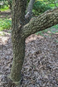 Pine Bark Japanese Maple (Acer Palmatum 'Nishiki Gawa) - 5 Gallon Pot -Outlet Drip Mingle Store acer palmatum nishiki gawa pine bark japanese maple 8 1