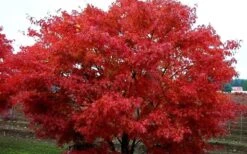 Pine Bark Japanese Maple (Acer Palmatum 'Nishiki Gawa) - 5 Gallon Pot -Outlet Drip Mingle Store acer palmatum nishiki gawa pine bark japanese maple 9 1