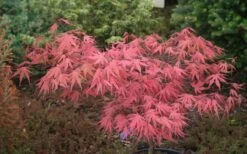 Olsen's Frosted Strawberry Japanese Maple - 3 Gallon Pot -Outlet Drip Mingle Store acer palmatum olsens frosted strawberry japanese maple 10