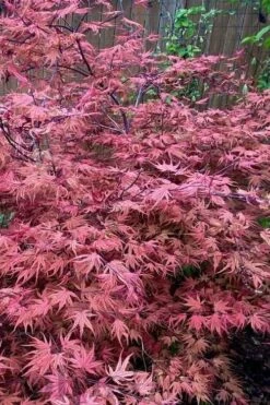 Olsen's Frosted Strawberry Japanese Maple - 3 Gallon Pot -Outlet Drip Mingle Store acer palmatum olsens frosted strawberry japanese maple 11