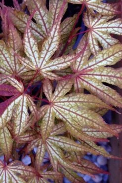 Olsen's Frosted Strawberry Japanese Maple - 3 Gallon Pot -Outlet Drip Mingle Store acer palmatum olsens frosted strawberry japanese maple 12