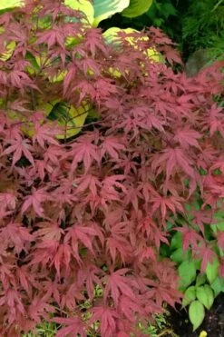 Olsen's Frosted Strawberry Japanese Maple - 3 Gallon Pot -Outlet Drip Mingle Store acer palmatum olsens frosted strawberry japanese maple 13