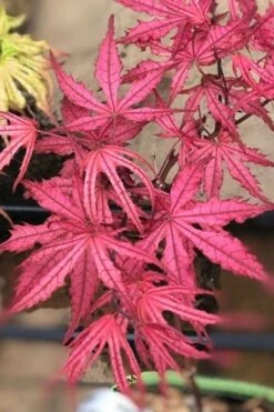 Olsen's Frosted Strawberry Japanese Maple - 3 Gallon Pot -Outlet Drip Mingle Store acer palmatum olsens frosted strawberry japanese maple 17