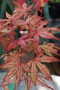 Olsen's Frosted Strawberry Japanese Maple - 3 Gallon Pot -Outlet Drip Mingle Store acer palmatum olsens frosted strawberry japanese maple 18