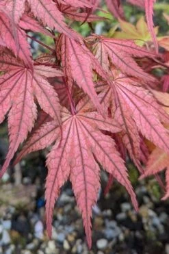 Olsen's Frosted Strawberry Japanese Maple - 3 Gallon Pot -Outlet Drip Mingle Store acer palmatum olsens frosted strawberry japanese maple 19