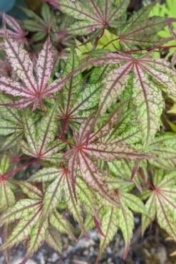 Olsen's Frosted Strawberry Japanese Maple - 3 Gallon Pot -Outlet Drip Mingle Store acer palmatum olsens frosted strawberry japanese maple 20