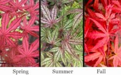 Olsen's Frosted Strawberry Japanese Maple - 3 Gallon Pot -Outlet Drip Mingle Store acer palmatum olsens frosted strawberry japanese maple 23