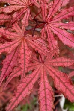 Olsen's Frosted Strawberry Japanese Maple - 3 Gallon Pot -Outlet Drip Mingle Store acer palmatum olsens frosted strawberry japanese maple 4