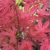 Olsen's Frosted Strawberry Japanese Maple - 3 Gallon Pot -Outlet Drip Mingle Store acer palmatum olsens frosted strawberry japanese maple 5