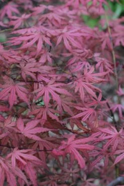 Olsen's Frosted Strawberry Japanese Maple - 3 Gallon Pot -Outlet Drip Mingle Store acer palmatum olsens frosted strawberry japanese maple 7