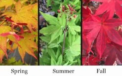 Omato Japanese Maple - 2 Gallon Pot -Outlet Drip Mingle Store acer palmatum omato japanese maple 10