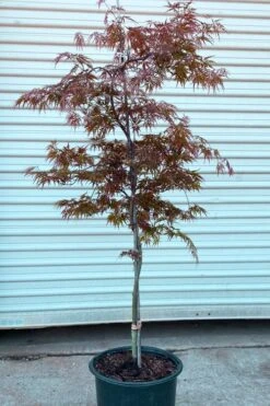 'Orangeola' Weeping Japanese Maple - Spiral Trunk - 3 Gallon Pot -Outlet Drip Mingle Store acer palmatum orangeola spiral form japanese maple 2