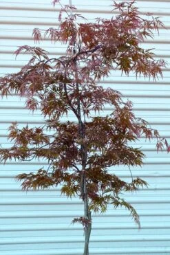 'Orangeola' Weeping Japanese Maple - Spiral Trunk - 3 Gallon Pot -Outlet Drip Mingle Store acer palmatum orangeola spiral trunk japanese maple 1