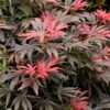Orion Dwarf Red Japanese Maple - 1 Gallon Pot 1 Orion Dwarf Red Japanese Maple - 1 Gallon Pot -Outlet Drip Mingle Store acer palmatum orion japanese maple 5 1