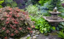 Orion Dwarf Red Japanese Maple - 5 Gallon Pot -Outlet Drip Mingle Store acer palmatum orion japanese maple 6 2