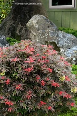 Orion Dwarf Red Japanese Maple - 1 Gallon Pot -Outlet Drip Mingle Store acer palmatum orion japanese maple 7 1