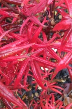 Peve's Starfish Japanese Maple - 7 Gallon Pot (7-8' HT) -Outlet Drip Mingle Store acer palmatum peves starfish japanese maple 1 1