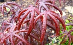 Peve's Starfish Japanese Maple - 7 Gallon Pot (7-8' HT) -Outlet Drip Mingle Store acer palmatum peves starfish japanese maple 10 1