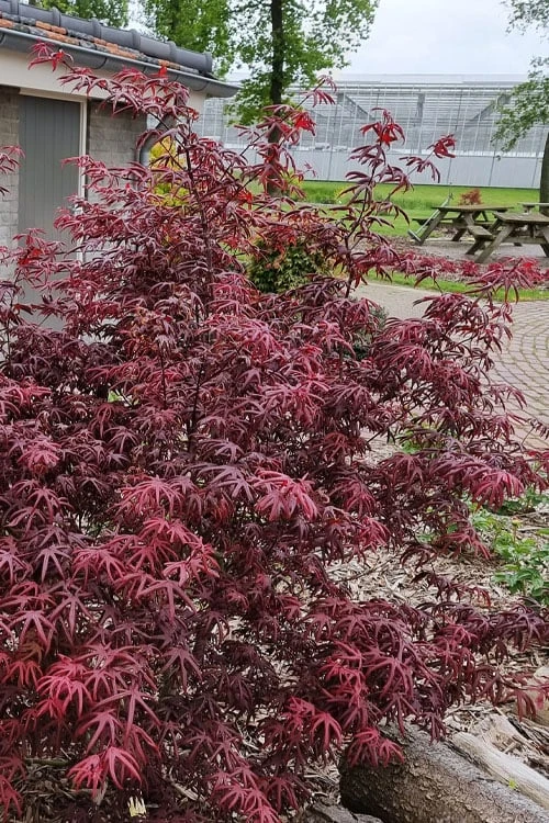 Peve's Starfish Japanese Maple - 3 Gallon Pot 6 Peve's Starfish Japanese Maple - 3 Gallon Pot - Image 4