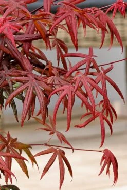Peve's Starfish Japanese Maple - 3 Gallon Pot 23 Peve's Starfish Japanese Maple - 3 Gallon Pot -Outlet Drip Mingle Store acer palmatum peves starfish japanese maple 13