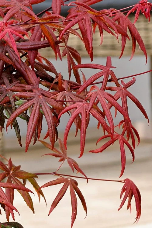 Peve's Starfish Japanese Maple - 3 Gallon Pot 13 Peve's Starfish Japanese Maple - 3 Gallon Pot - Image 11