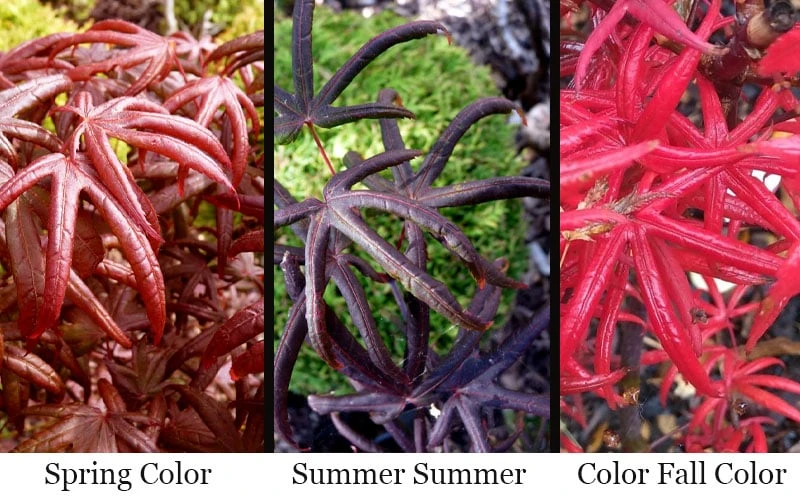 Peve's Starfish Japanese Maple - 3 Gallon Pot 7 Peve's Starfish Japanese Maple - 3 Gallon Pot - Image 5