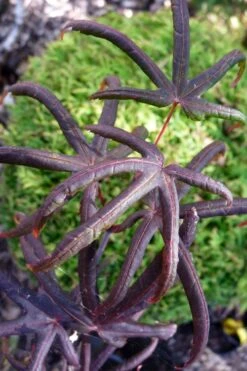 Peve's Starfish Japanese Maple - 7 Gallon Pot (7-8' HT) -Outlet Drip Mingle Store acer palmatum peves starfish japanese maple 3 1