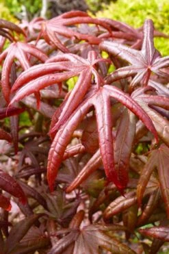 Peve's Starfish Japanese Maple - 3 Gallon Pot 18 Peve's Starfish Japanese Maple - 3 Gallon Pot -Outlet Drip Mingle Store acer palmatum peves starfish japanese maple 4