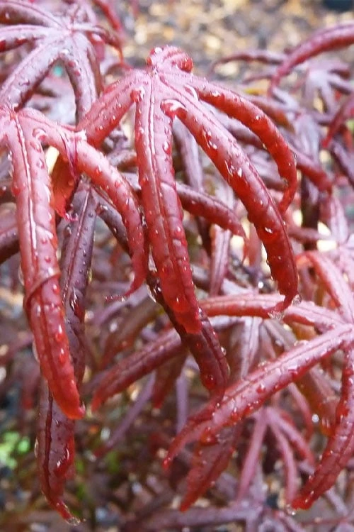 Peve's Starfish Japanese Maple - 3 Gallon Pot 11 Peve's Starfish Japanese Maple - 3 Gallon Pot - Image 9