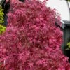 Pink Ballerina Japanese Maple - 1 Gallon Pot -Outlet Drip Mingle Store acer palmatum pink ballerina 10 3