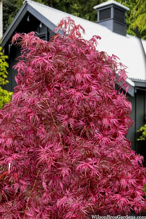 Pink Ballerina Japanese Maple - 1 Gallon Pot 3 Pink Ballerina Japanese Maple - 1 Gallon Pot