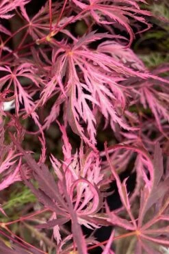 Pink Ballerina Japanese Maple - 3 Gallon Pot 10 Pink Ballerina Japanese Maple - 3 Gallon Pot -Outlet Drip Mingle Store acer palmatum pink ballerina 3