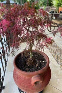 Pink Ballerina Japanese Maple - 5 Gallon Pot 11 Pink Ballerina Japanese Maple - 5 Gallon Pot -Outlet Drip Mingle Store acer palmatum pink ballerina japanese maple 4 2