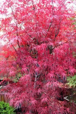 Pung Kil Japanese Maple - 3 Gallon Pot -Outlet Drip Mingle Store acer palmatum pung kil japanese maple 1 1